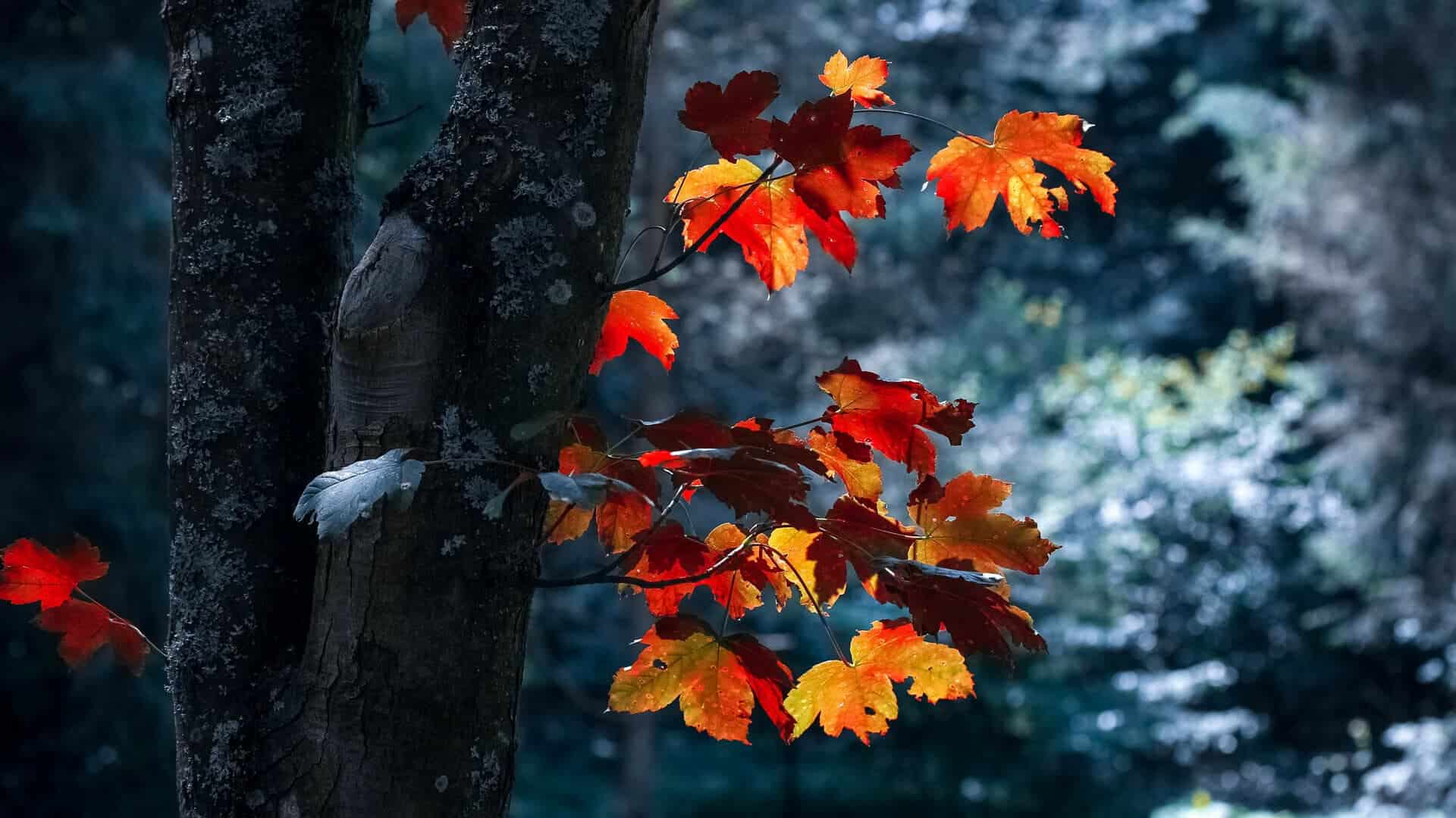 Heldere herfstbladeren in rood en geel aan een boomstam in een mistig bos.