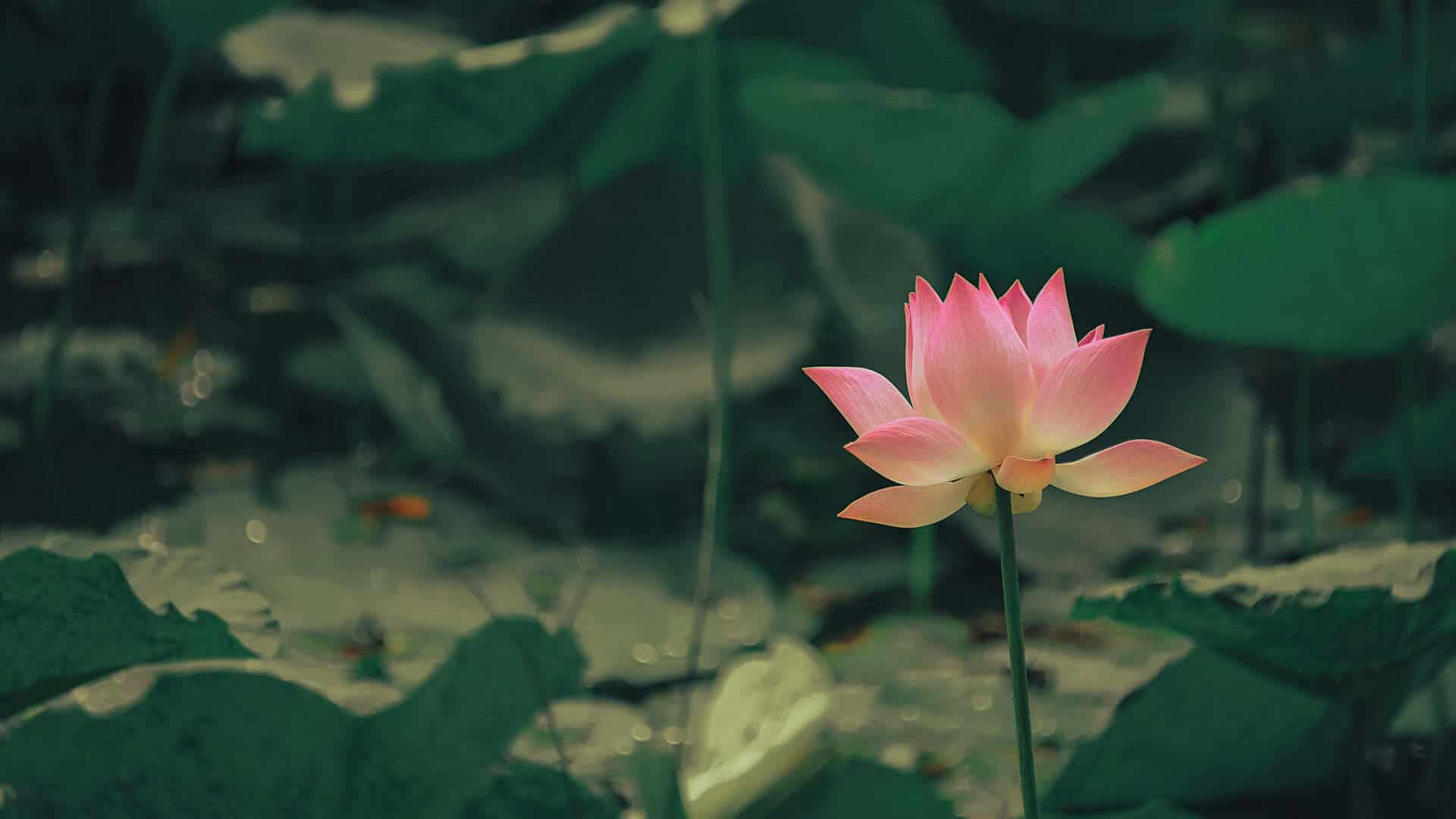 Roze lotusbloem in een vijver met groene bladeren.