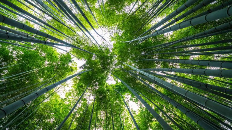 Opening the Dhamma Eye