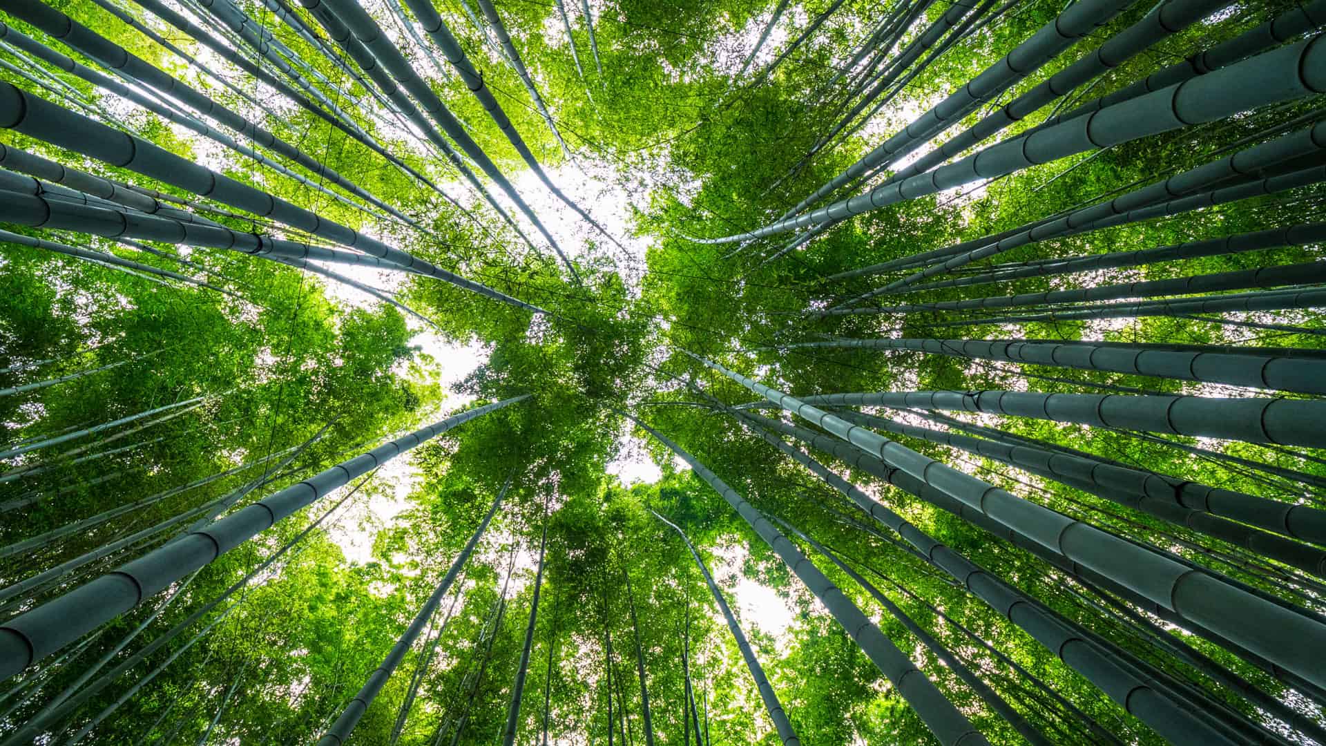 Opening the Dhamma Eye